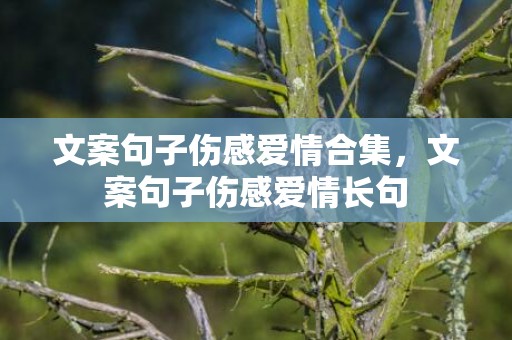 文案句子伤感爱情合集，文案句子伤感爱情长句
