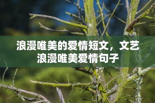 浪漫唯美的爱情短文，文艺浪漫唯美爱情句子