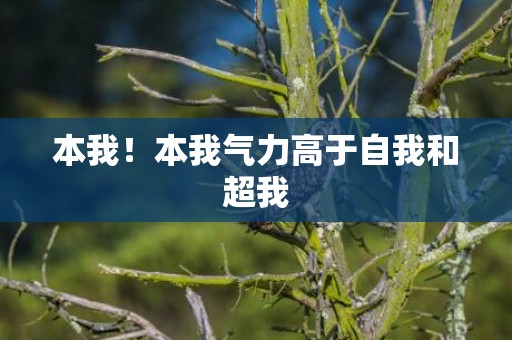 本我！本我气力高于自我和超我