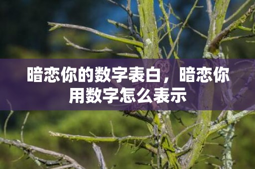 暗恋你的数字表白，暗恋你用数字怎么表示