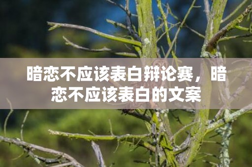 暗恋不应该表白辩论赛，暗恋不应该表白的文案