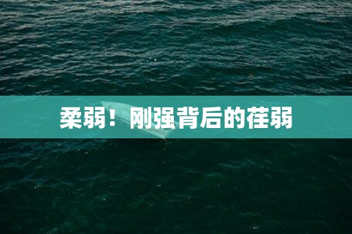 柔弱！刚强背后的荏弱