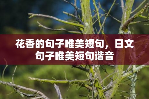 花香的句子唯美短句，日文句子唯美短句谐音