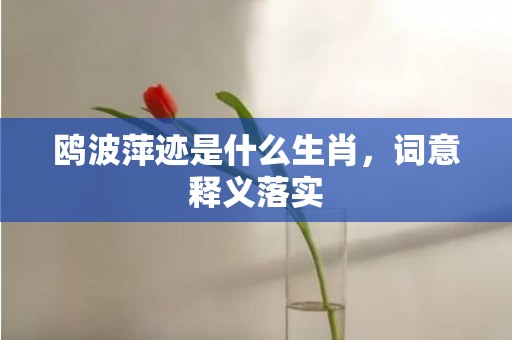 鸥波萍迹是什么生肖，词意释义落实