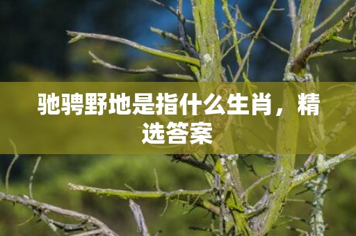 驰骋野地是指什么生肖，精选答案