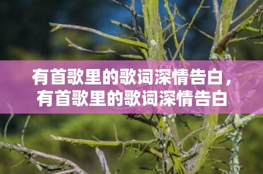 有首歌里的歌词深情告白，有首歌里的歌词深情告白