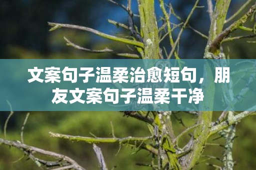 文案句子温柔治愈短句，朋友文案句子温柔干净