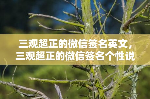 三观超正的微信签名英文，三观超正的微信签名个性说说，开心乐观的个性签名