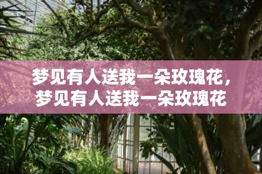 梦见有人送我一朵玫瑰花，梦见有人送我一朵玫瑰花