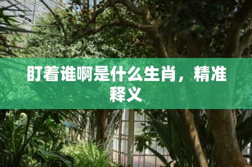 盯着谁啊是什么生肖，精准释义