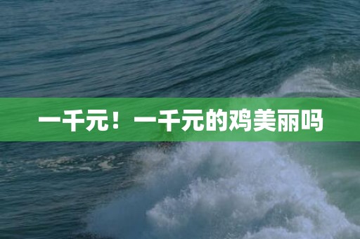 一千元！一千元的鸡美丽吗