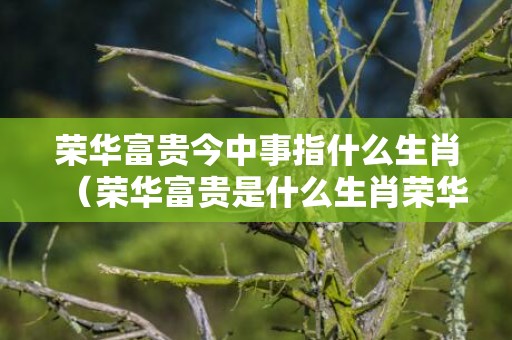 荣华富贵今中事指什么生肖（荣华富贵是什么生肖荣华富贵今中事,本期开出如意码是什么...）