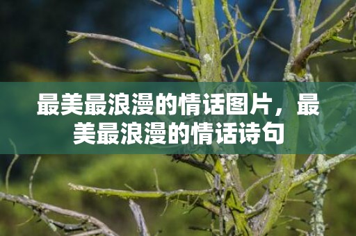 最美最浪漫的情话图片，最美最浪漫的情话诗句