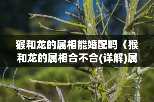 猴和龙的属相能婚配吗（猴和龙的属相合不合(详解)属相龙和属相猴合不合）