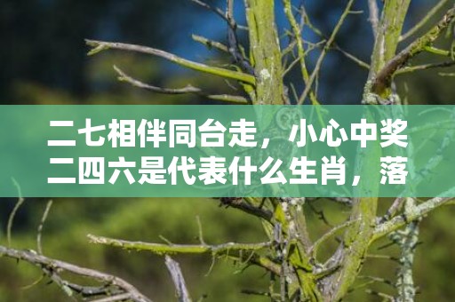 二七相伴同台走，小心中奖二四六是代表什么生肖，落实精选解释