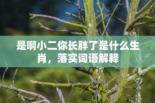 是啊小二你长胖了是什么生肖，落实词语解释