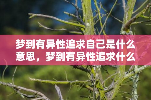 梦到有异性追求自己是什么意思，梦到有异性追求什么意思