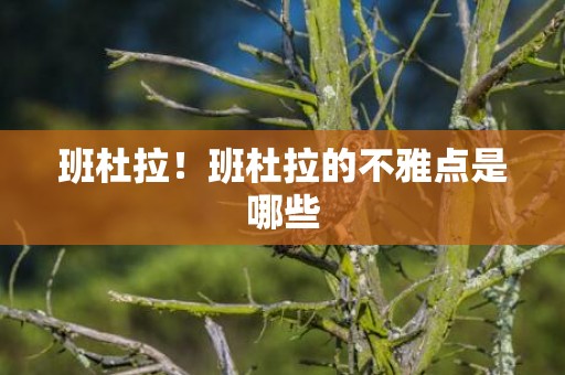 班杜拉！班杜拉的不雅点是哪些