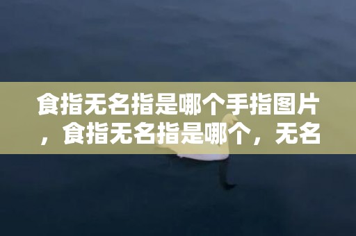食指无名指是哪个手指图片，食指无名指是哪个，无名指和食指哪个长的多