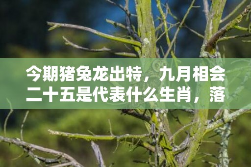 今期猪兔龙出特，九月相会二十五是代表什么生肖，落实精选解释