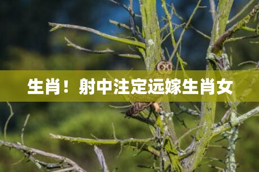 生肖！射中注定远嫁生肖女