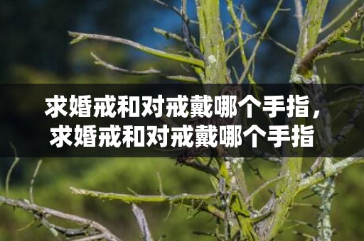 求婚戒和对戒戴哪个手指，求婚戒和对戒戴哪个手指
