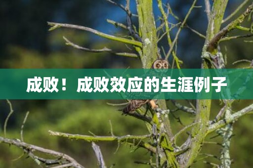 成败！成败效应的生涯例子