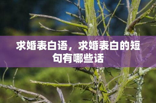 求婚表白语，求婚表白的短句有哪些话