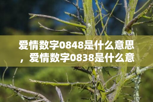 爱情数字0848是什么意思，爱情数字0838是什么意思