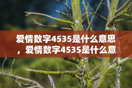 爱情数字4535是什么意思，爱情数字4535是什么意思