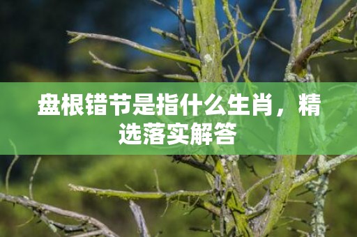 盘根错节是指什么生肖，精选落实解答