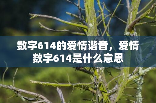 数字614的爱情谐音，爱情数字614是什么意思