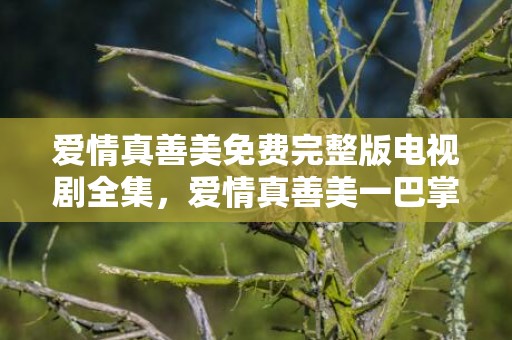 爱情真善美免费完整版电视剧全集，爱情真善美一巴掌是哪一集