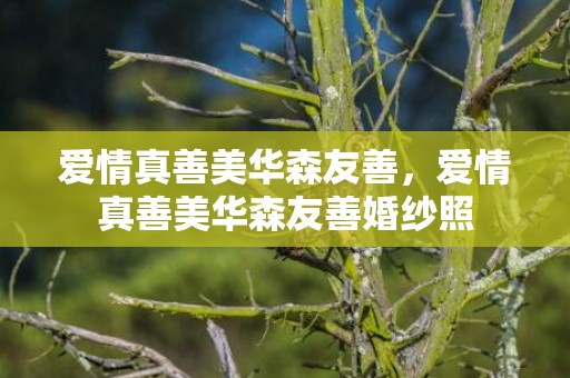 爱情真善美华森友善，爱情真善美华森友善婚纱照