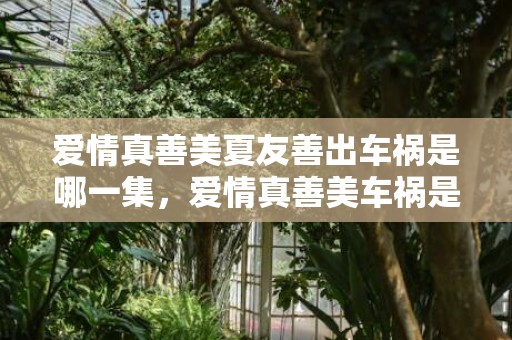 爱情真善美夏友善出车祸是哪一集，爱情真善美车祸是哪一集