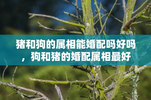 猪和狗的属相能婚配吗好吗，狗和猪的婚配属相最好