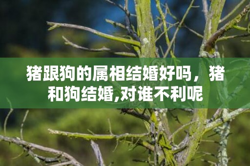 猪跟狗的属相结婚好吗，猪和狗结婚,对谁不利呢