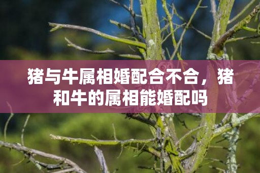 猪与牛属相婚配合不合，猪和牛的属相能婚配吗