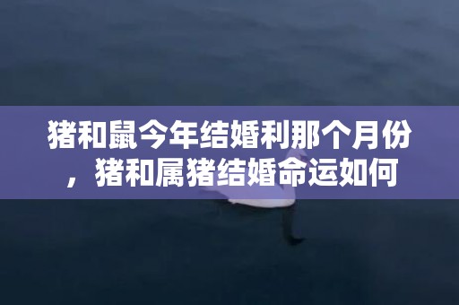 猪和鼠今年结婚利那个月份，猪和属猪结婚命运如何