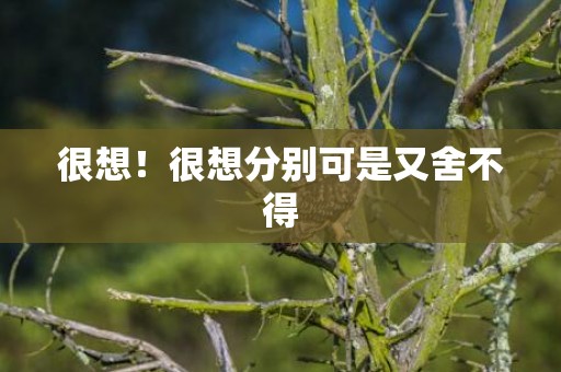 很想！很想分别可是又舍不得