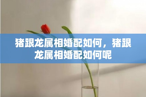 猪跟龙属相婚配如何，猪跟龙属相婚配如何呢