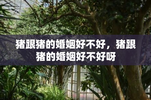 猪跟猪的婚姻好不好，猪跟猪的婚姻好不好呀