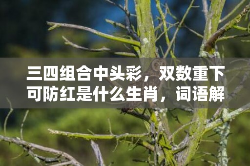 三四组合中头彩，双数重下可防红是什么生肖，词语解释落实
