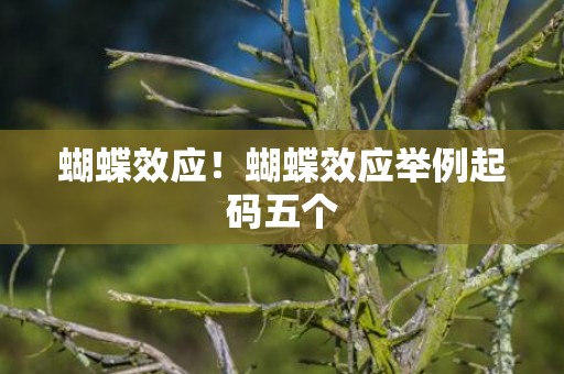 蝴蝶效应！蝴蝶效应举例起码五个