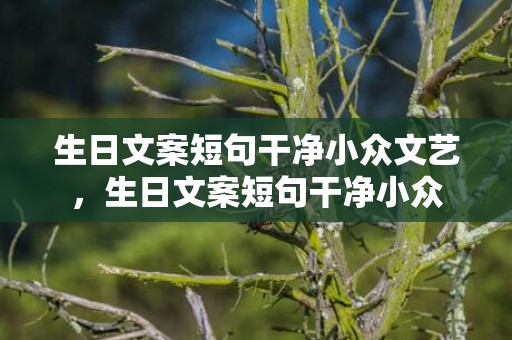 生日文案短句干净小众文艺，生日文案短句干净小众