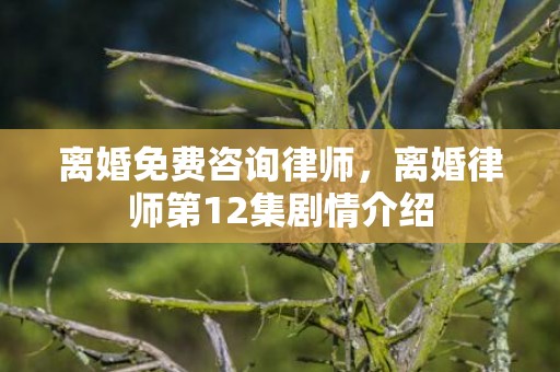 离婚免费咨询律师，离婚律师第12集剧情介绍