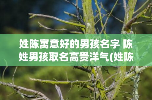 姓陈寓意好的男孩名字 陈姓男孩取名高贵洋气(姓陈的男孩名字2023有寓意)