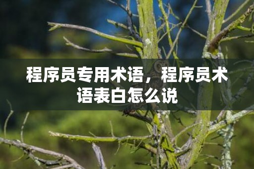 程序员专用术语，程序员术语表白怎么说