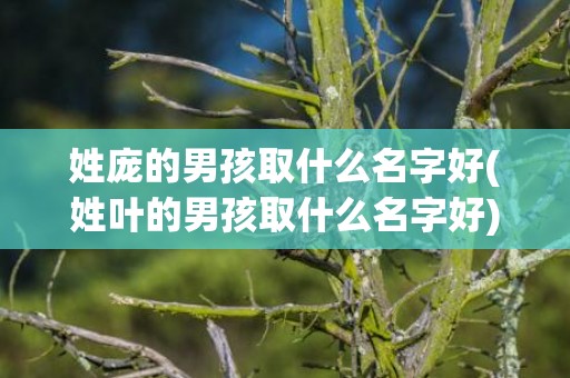 姓庞的男孩取什么名字好(姓叶的男孩取什么名字好)