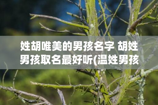 姓胡唯美的男孩名字 胡姓男孩取名最好听(温姓男孩起名唯美)